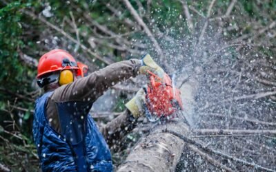 How Much Does Tree Removal Cost in Colorado?